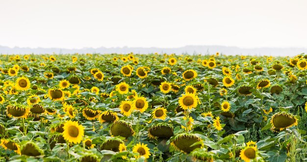 Campo de girasoles amarillos florecientes en una puesta de sol de fondo como concepto de cosecha