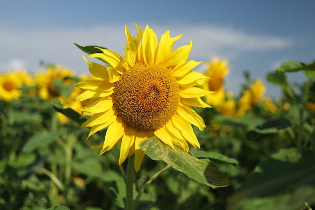 Campo con girasoles amarillos