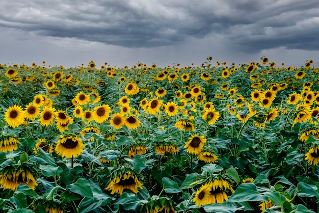 Un campo de girasoles brillantes con un cielo tormentoso Papel tapiz de escritorio perfecto para diseño e interior