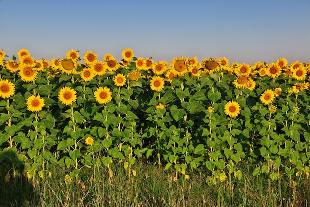 El campo de girasoles, Bulgaria