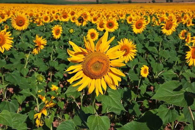 El campo de girasoles, Bulgaria