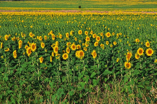 Campo de girasoles en Bulgaria