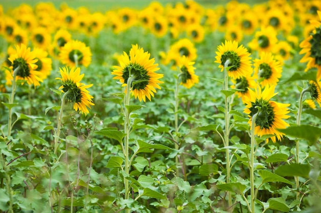 Campo de girasoles en el campo. Tiro horizontal