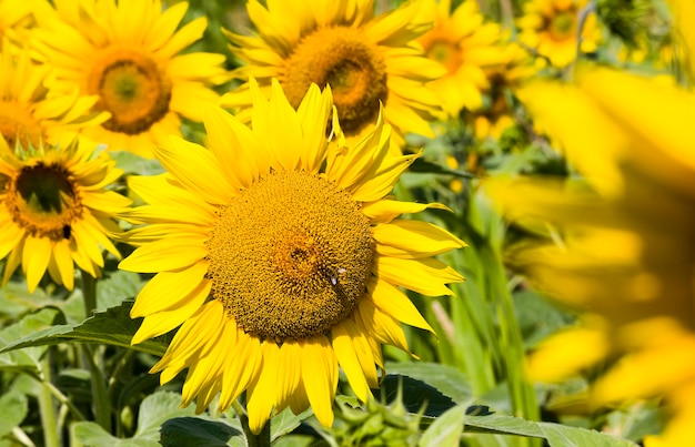 Campo con girasoles en campo de verano