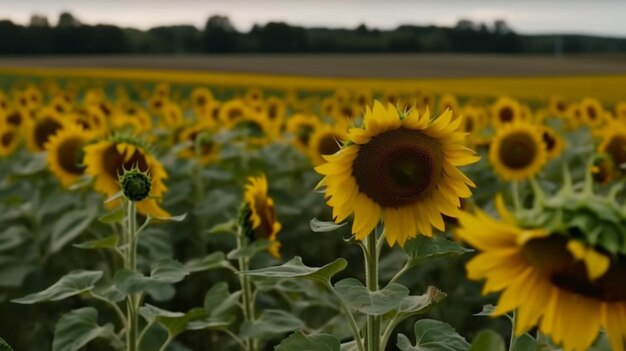 Un campo de girasoles con un centro amarillo y una hoja verde en la parte superior.