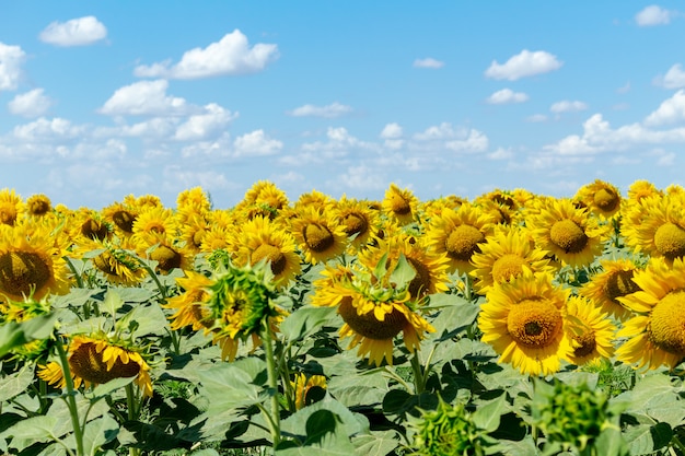 campo de girasoles en el cielo azul. agricultura agricultura economía rural concepto de agronomía