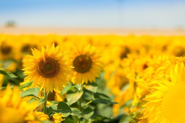 Campo de girasoles Cielo azul brillante Tiro horizontal