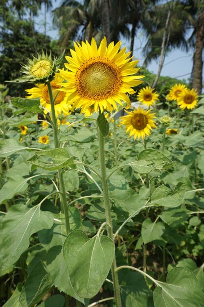 Foto un campo de girasoles con un cielo azul en el fondo