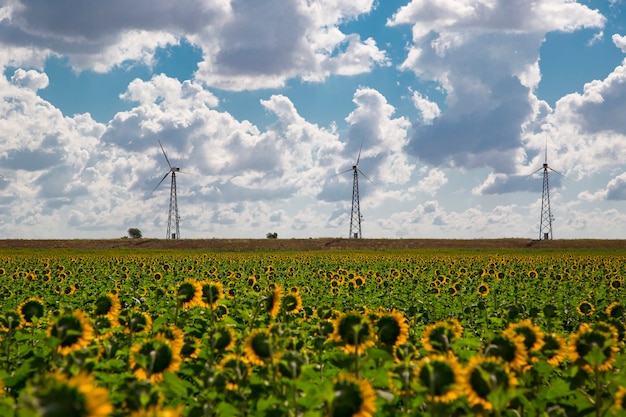 Campo de girasoles y cielo azul nube