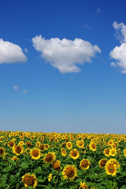 Un campo de girasoles con un cielo azul y nubes.