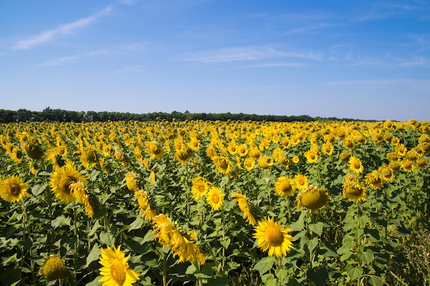 Campo de girasoles y cielo azul