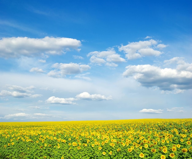 Campo de girasoles y cielo azul