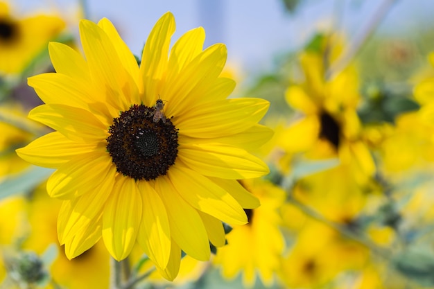 Campo de girasoles en el cielo azul