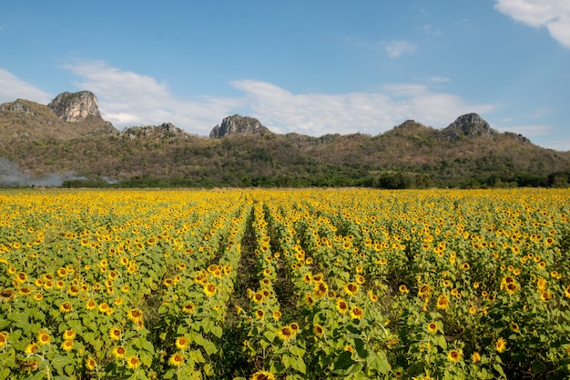 Foto campo de girasoles con cielo azul