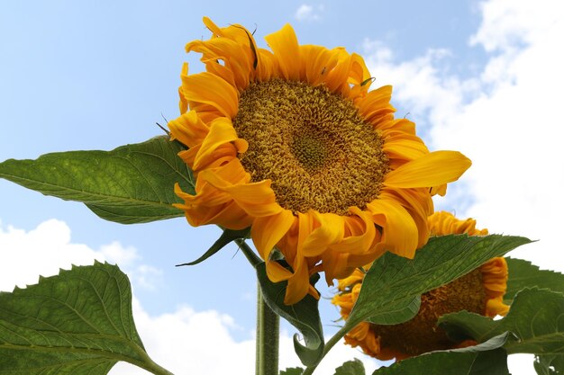 Campo de girasoles bajo un cielo azulxAxAxAxA