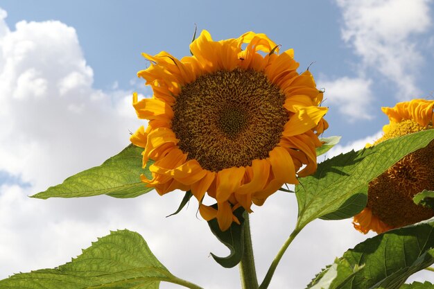 Campo de girasoles bajo un cielo azulxAxAxAxA