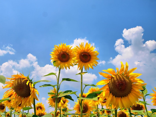 Un campo de girasoles con el cielo de fondo