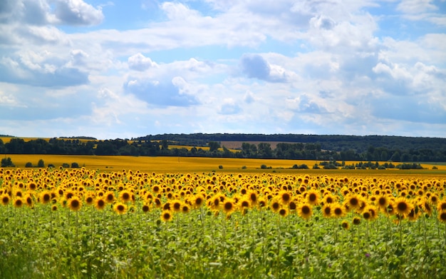 Campo con girasoles bajo cielo nublado