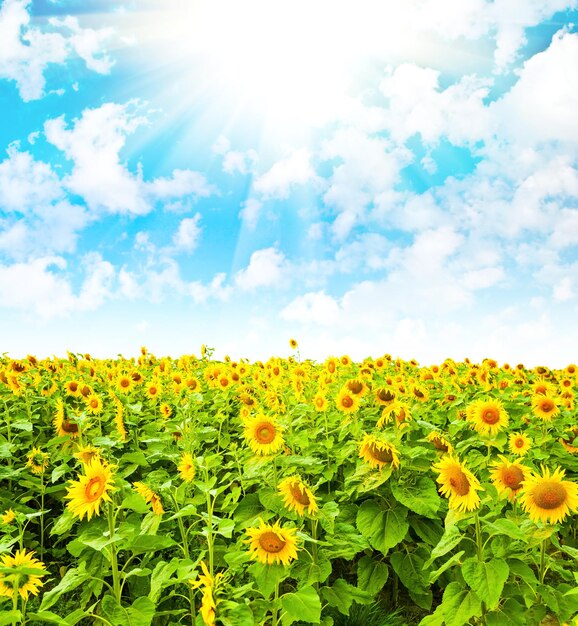 Campo de girasoles y cielo nublado