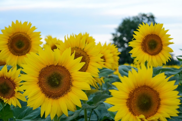 Campo con girasoles closeup una hermosa flor con formas perfectas