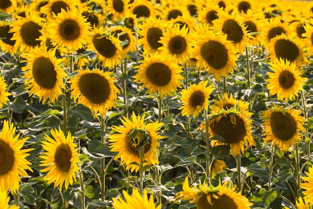 Campo de girasoles. Composición de la naturaleza.