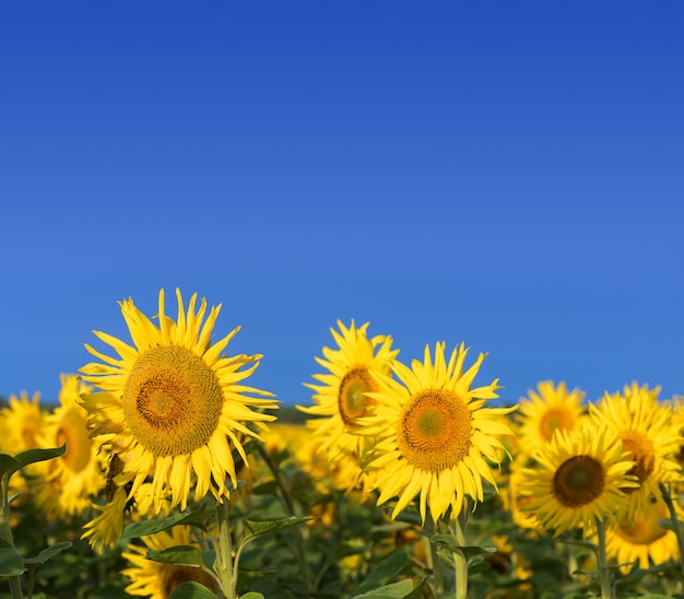 Campo de girasoles contra el cielo azul