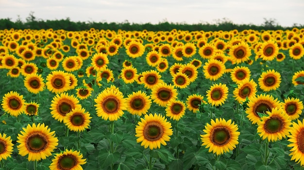 Campo de girasoles en día nublado