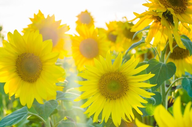 Campo de girasoles en día soleadoAl atardecer