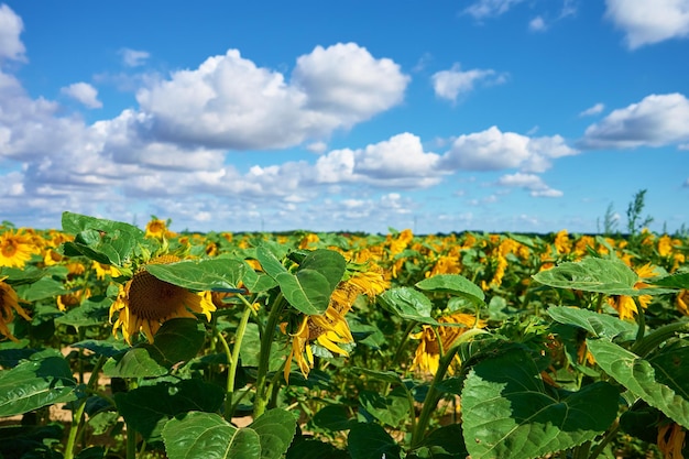 Campo de girasoles en día de verano