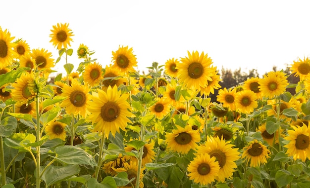 El campo de girasoles está afectado por la sequía.