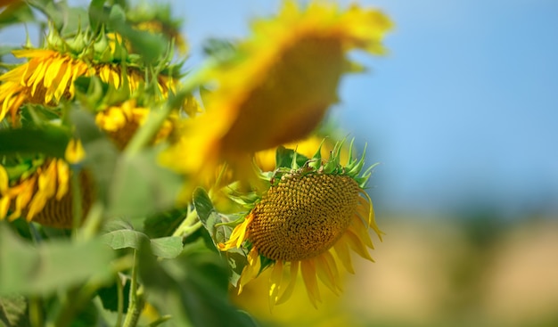 Campo de girasoles en flor en un día de verano contra el cielo azul, cerrar