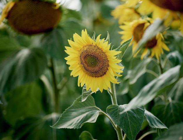 Campo con girasoles en flor en un día de verano