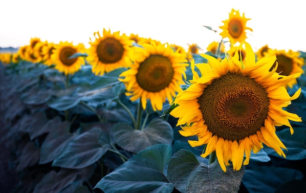 Campo de girasoles en flor foto de tono de color creativo