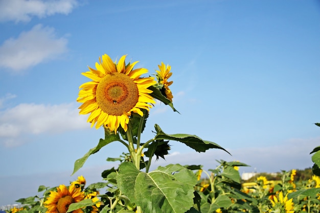 Campo de girasoles en flor sobre un fondo de cielo azul