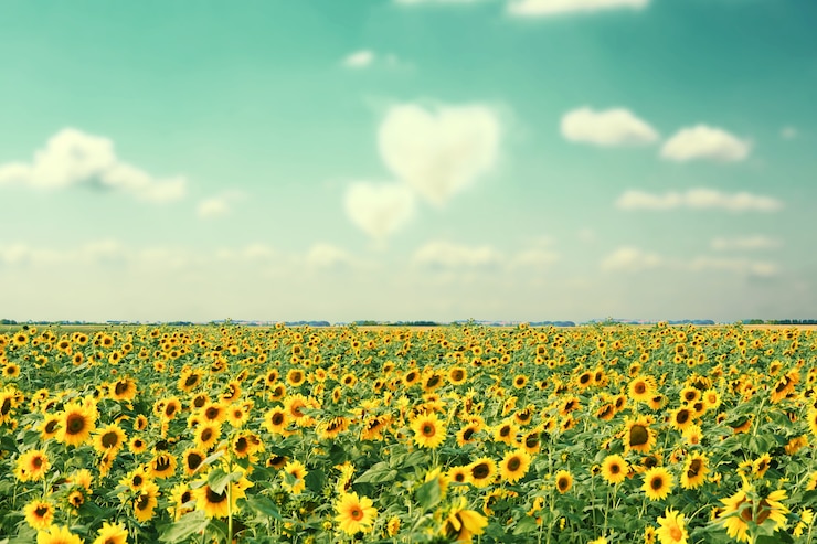 Foto campo de girasoles en flor sobre un fondo de cielo azul