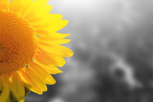 Campo de girasoles en flor sobre un fondo de cielo azul