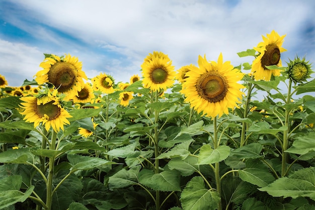 campo de girasoles en flor en verano