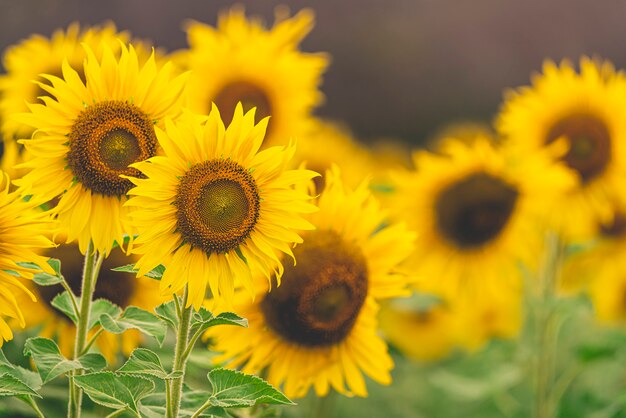 Campo de girasoles flor