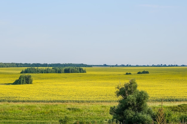 Campo de girasoles florecientes en un atardecer de fondo