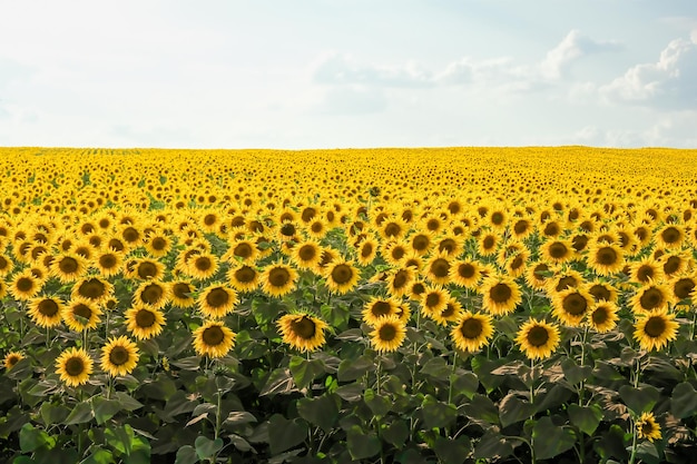 Campo de girasoles florecientes en un atardecer de fondo