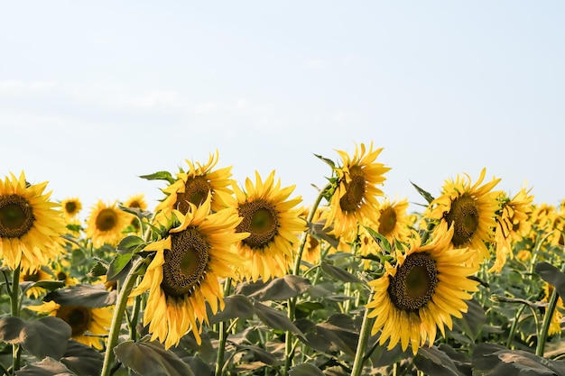 Campo de girasoles florecientes en un atardecer de fondo