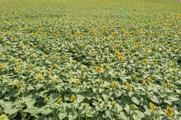 Campo de girasoles florecientes. Campo de girasoles.