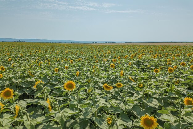 Campo de girasoles florecientes. Campo de girasoles.