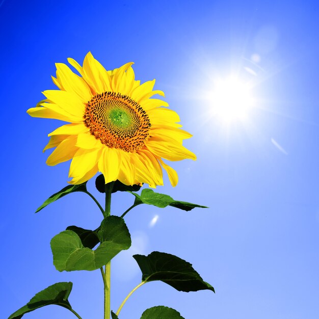 Campo de girasoles florecientes en el cielo azul