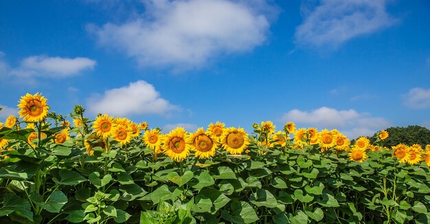 Un campo de girasoles florecientes contra un cielo azul en un día soleado