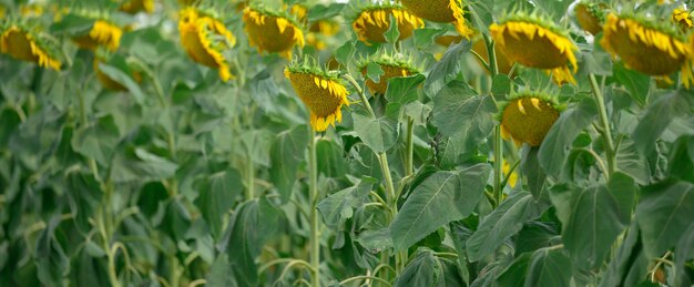 Campo con girasoles florecientes en un día de verano, una hilera de plantas