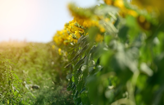 Campo con girasoles florecientes en un día de verano, una hilera de plantas