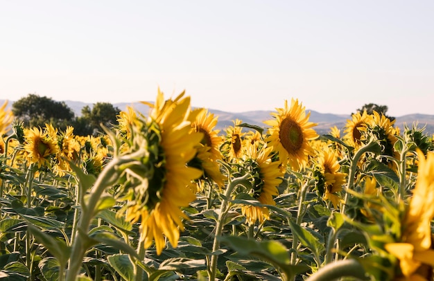 un campo de girasoles florecientes, escena rural