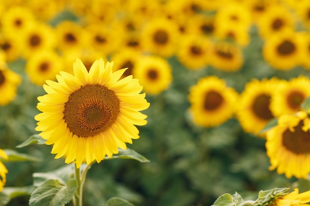 Campo de girasoles florecientes. Fuente de aceite de girasol.