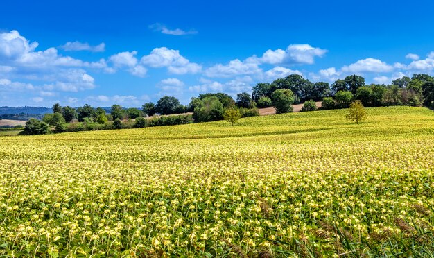 Campo de girasoles florecientes hermosos. Paisajes rurales de la Toscana.